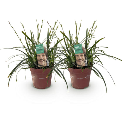 Japansegge Carex oshimensis Intense Green – 2 Pflanzen Ø17cm – Immergrün – Pflegeleicht – Lebhaft grüne Blätter – Ziergras Höhe ca. 50cm 
