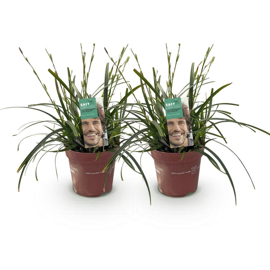 Japansegge Carex oshimensis Intense Green – 2 Pflanzen Ø17cm – Immergrün – Pflegeleicht – Lebhaft grüne Blätter – Ziergras Höhe ca. 50cm 