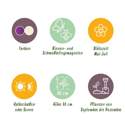 GreenboutiQ - Blumenzwiebeln - Allium Purple White Mix - Farbe Lila und Weiß - 15 Stück - Zwiebelgröße 10/12 - XXL Pack 