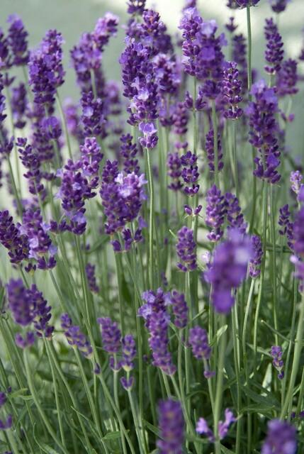 Lavendel Lavandula angustifolia 'Dwarf Blue' – ↕10-25cm – Ø9cm – 40 Pflanzen – Zwerg-Lavendel, Duftend, Bienenfreundlich, Winterhart, Pflegeleicht