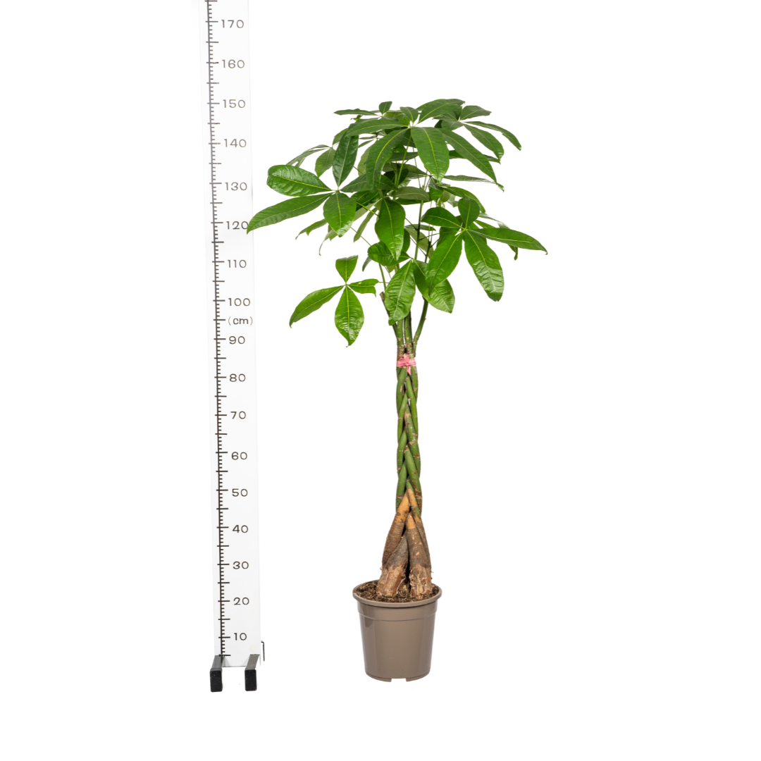 Glückskastanie - Pachira Aquatica - Zimmerpflanze - Ø24cm - ↕120 - 140cm