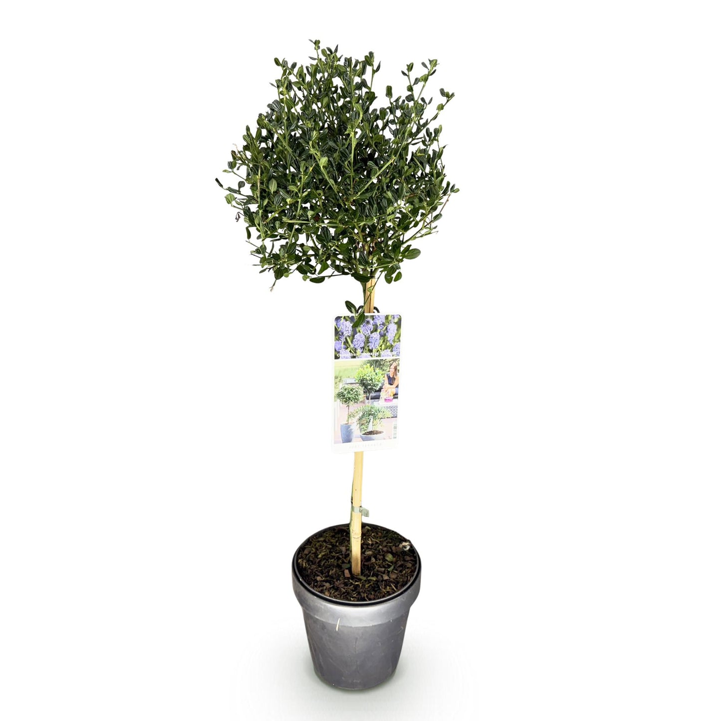 Säckelblume Ceanothus impressus Victoria Ø19cm Höhe90cm – Immergrüne Terrassenpflanze mit lila Blüten – Winterharter Zierstrauch für Balkon & Garten 