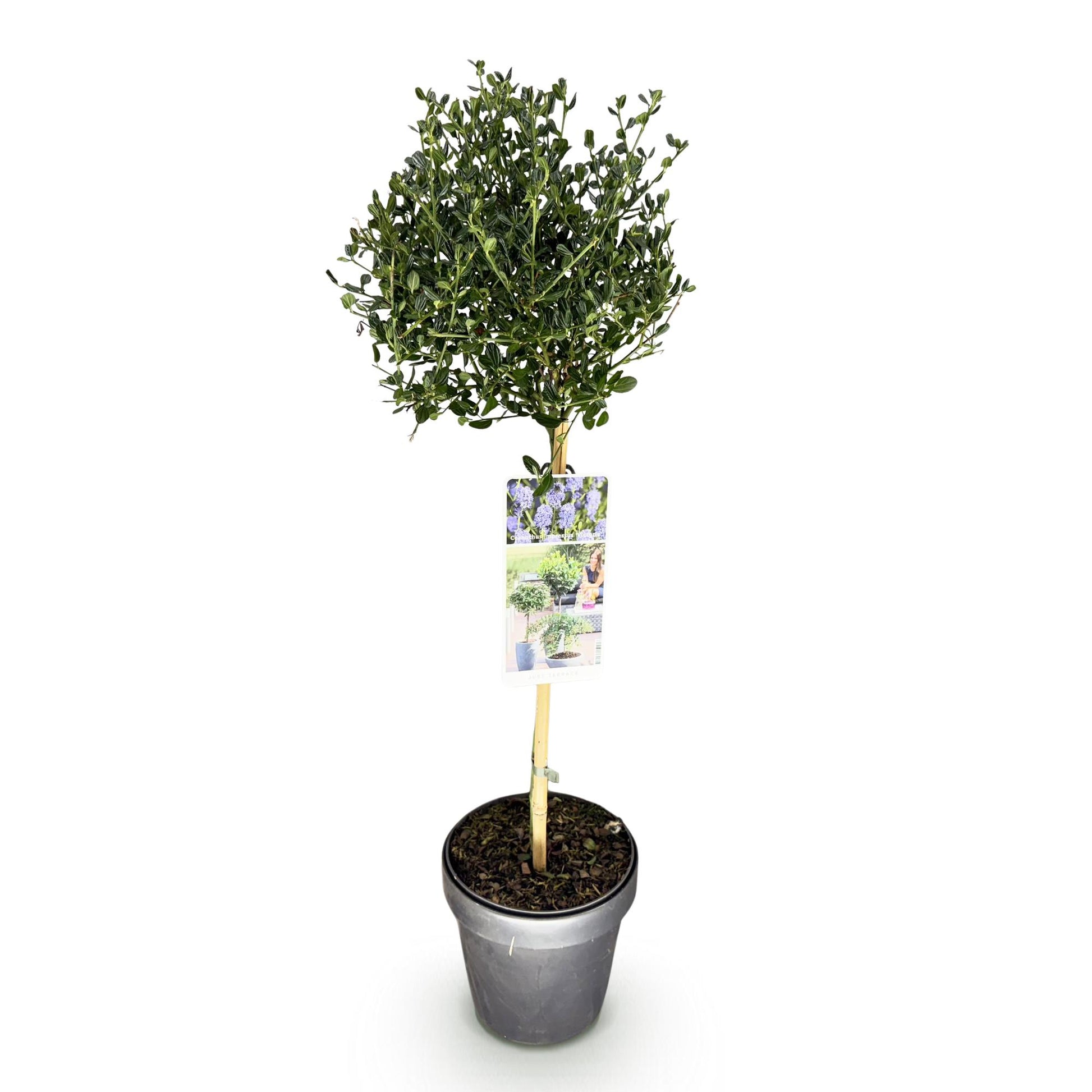 Säckelblume Ceanothus impressus Victoria Ø19cm Höhe90cm – Immergrüne Terrassenpflanze mit lila Blüten – Winterharter Zierstrauch für Balkon & Garten 
