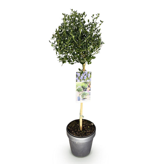 Säckelblume Ceanothus impressus Victoria Ø19cm Höhe90cm – Immergrüne Terrassenpflanze mit lila Blüten – Winterharter Zierstrauch für Balkon & Garten 