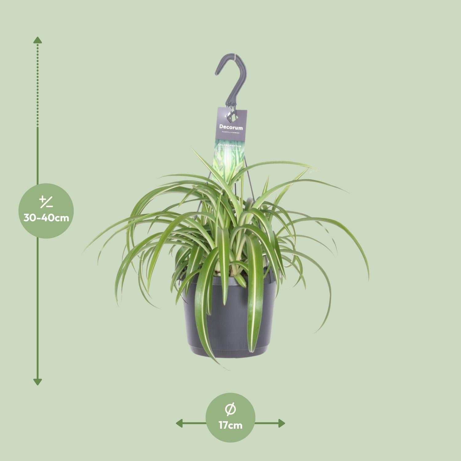 Chlorophytum Comosum Bonnie - Ø17cm - ↕35cm 