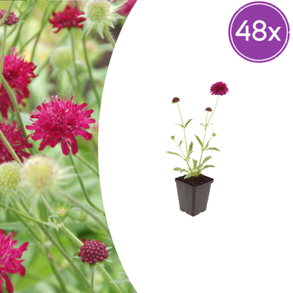 Knautia macedonica – 48 Pflanzen – Ø9cm – Höhe 10-25cm – Winterharte Staude – Tiefrote Blütendolden – Bienen- & Schmetterlingsfreundlich für Beet & Präriegarten