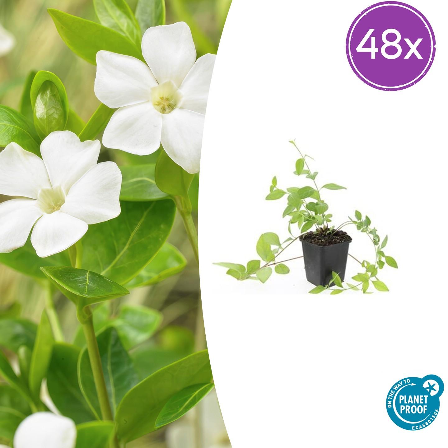 Großblättriges Immergrün Vinca major 'Alba' – 48 Pflanzen – ↕10-25 cm – Ø9 cm – Immergrüner Bodendecker mit weißen Blüten – Pflegeleicht & winterhart 