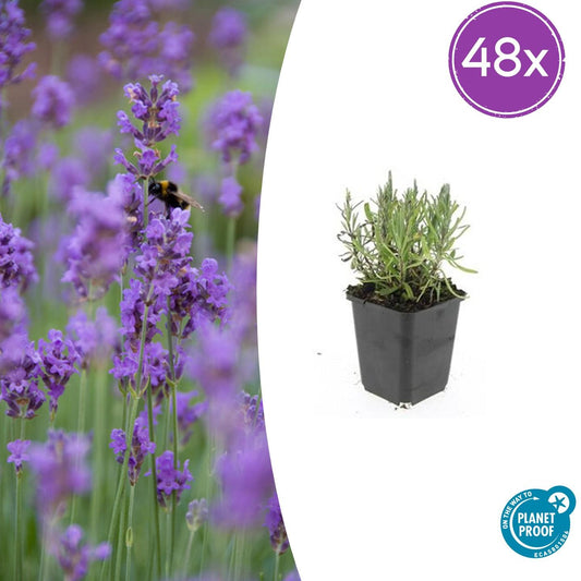 Lavendel Lavandula angustifolia 'Munstead' – 48 Pflanzen – ↕10-25 cm – Ø9 cm – Kompakter Lavendel – Winterhart & Pflegeleicht – Bienenfreundlich – Mediterranes Flair 