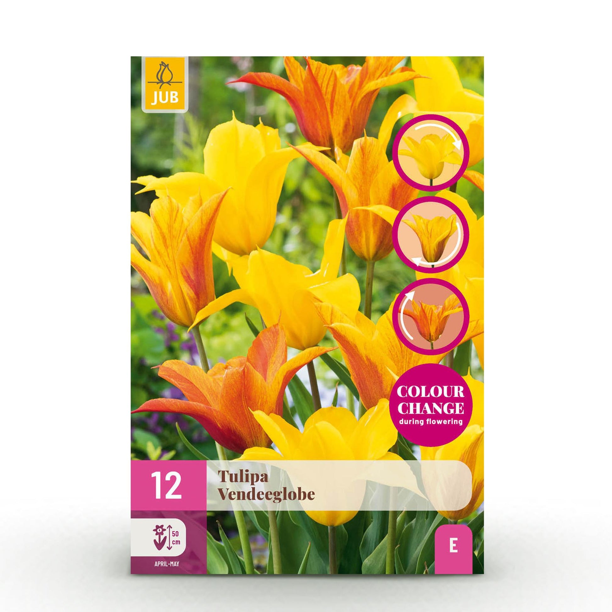 GreenboutiQ - Blumenzwiebeln - Tulp Vendeeglobe - Farbe Gelb - 12 Stück - Zwiebelgröße 11/12 - XXL Pack 