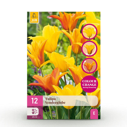 GreenboutiQ - Blumenzwiebeln - Tulp Vendeeglobe - Farbe Gelb - 12 Stück - Zwiebelgröße 11/12 - XXL Pack 