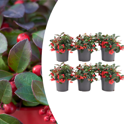 Gaultheria procumbens ‘Big Berry’ 6 Pflanzen – Ø12cm ↕15–20cm – Wintergrüne Pflanze mit roten Beeren – Immergrüner Bodendecker & Weihnachtsdeko – Für Garten, Balkon & Schalen 