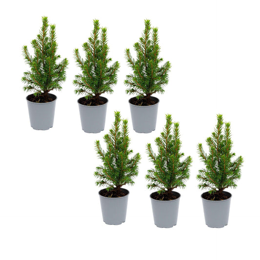 6x Mini-kerstboom - ↑15-20 cm - Ø 6 cm Picea Glauca Perfecta 