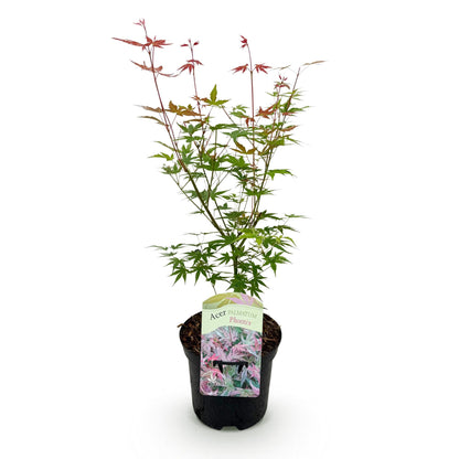 Japanischer Ahorn Acer palmatum 'Phoenix' – Rosa-Rot – Balkon- & Gartenpflanze – Ø19 cm Topf – Ca. 70 cm hoch – Handförmiges Laub mit intensiver Herbstfärbung