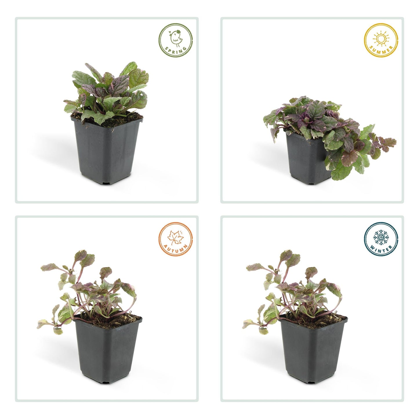 Ajuga reptans 'Burgundy Glow' – 24 Pflanzen – ↕10-25cm – Ø9cm – Kriechender Günsel – Bunter Bodendecker mit blauen Blüten – Pflegeleicht & winterhart – Für Schatten & Halbschatten 