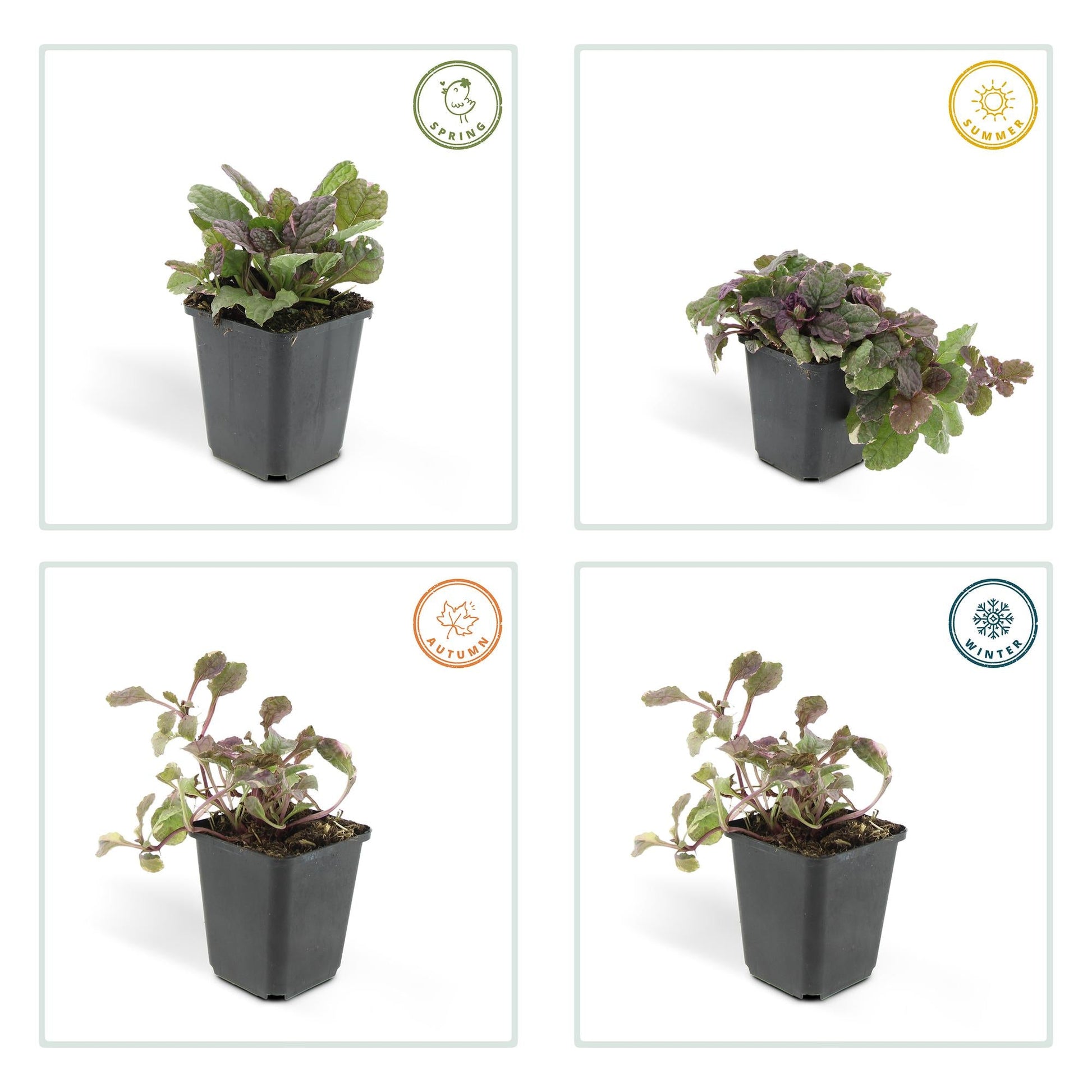 Ajuga reptans 'Burgundy Glow' – 24 Pflanzen – ↕10-25cm – Ø9cm – Kriechender Günsel – Bunter Bodendecker mit blauen Blüten – Pflegeleicht & winterhart – Für Schatten & Halbschatten 