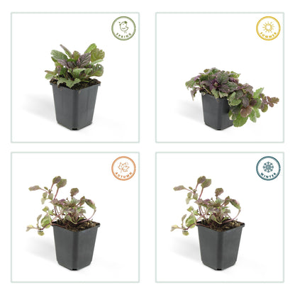 Ajuga reptans 'Burgundy Glow' – 24 Pflanzen – ↕10-25cm – Ø9cm – Kriechender Günsel – Bunter Bodendecker mit blauen Blüten – Pflegeleicht & winterhart – Für Schatten & Halbschatten 