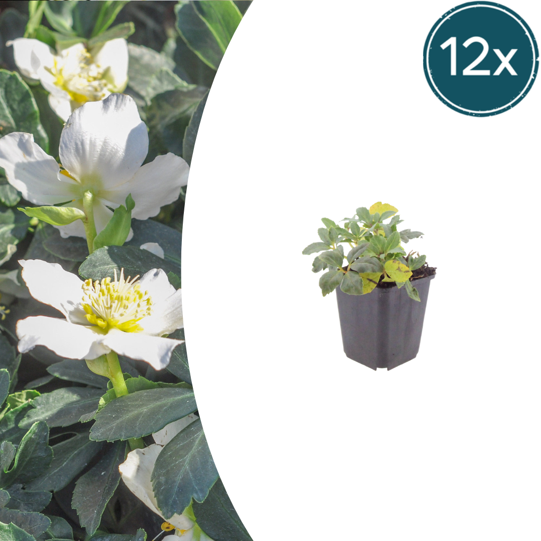 Helleborus niger Christrose – 12 Pflanzen – Ø9cm – Höhe 10-25cm – Winterblühende Staude – Weiße Blüten – Für Schattenbeet & Unterpflanzung