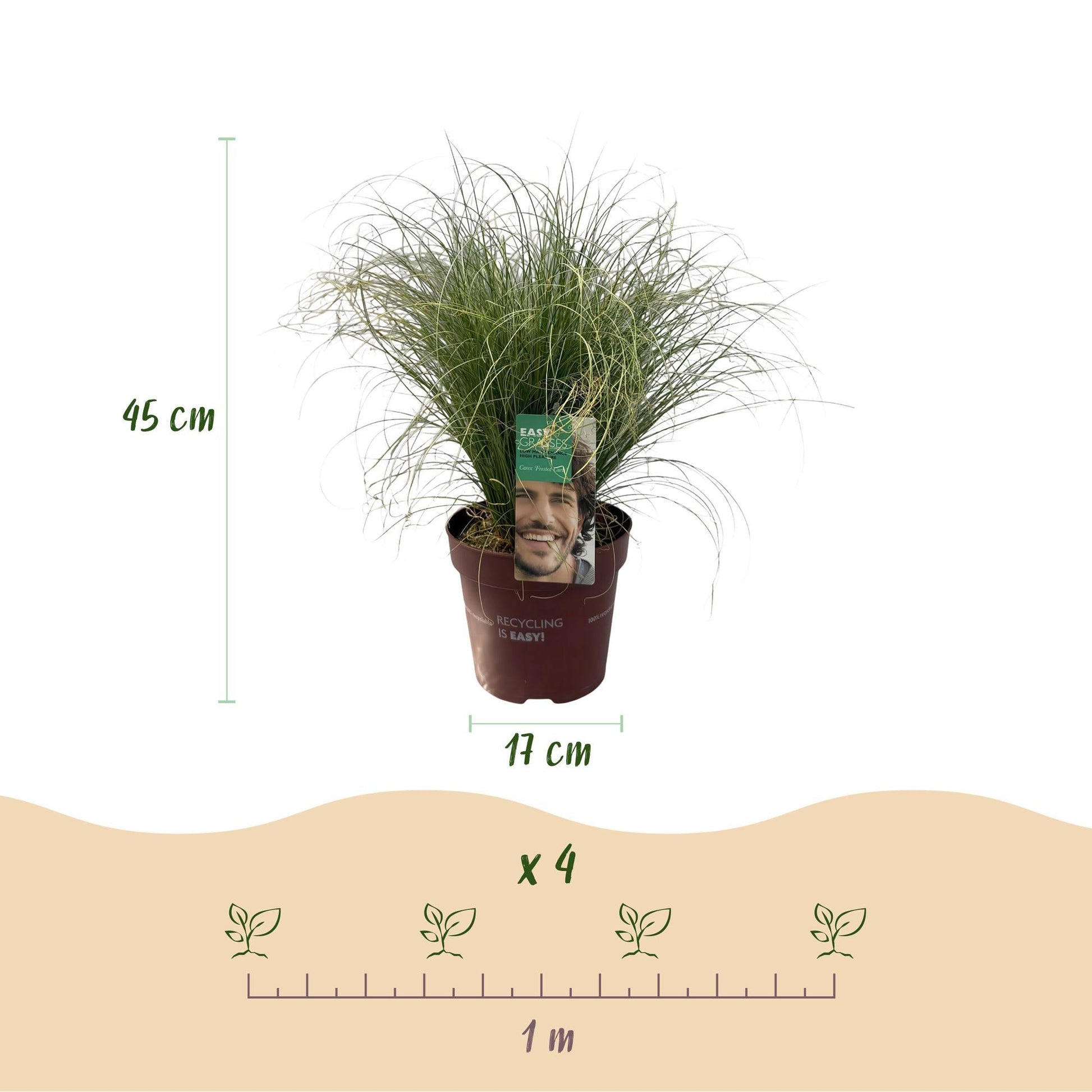 Neuseeland Segge Carex comans Frosted Curls – 2 Pflanzen Ø17cm – Immergrün – Pflegeleicht – Elegantes Ziergras mit silbernem Glanz – Höhe ca. 50cm 