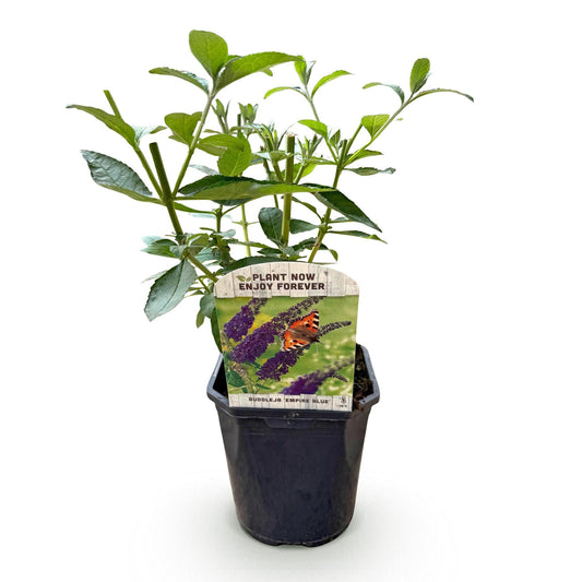 Schmetterlingsstrauch Buddleja davidii Empire Blue – Blau blühender, laubabwerfender Gartenstrauch – Schmetterlings- & bienenfreundlich – Pflegeleicht – 17 cm, Höhe 25 cm 