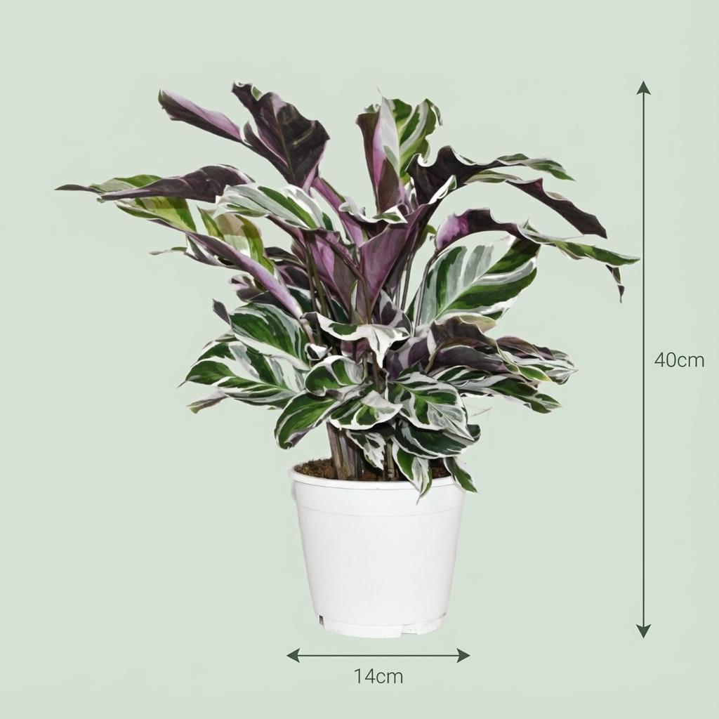 Korbmarante Calathea Fusion White Ø14cm Höhe 35–40cm – Seltene Gebetspflanze mit weißen & lila Blättern – Exklusive Zimmerpflanze für Wohnraum 