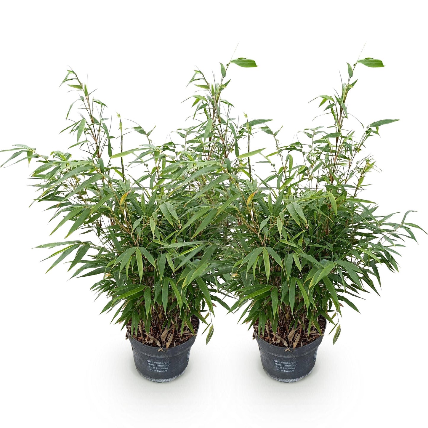 Green boutiQ - Gräser - Fargesia robusta Pingwu - Bambus - Wuchsform: Nicht Ausläuferbildend - Grün - 2 Pflanzen - Topf 23 cm - Höhe 80 cm 