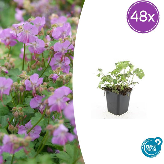 Geranium cantabrigiense 'Cambridge' – Bodendecker – 48 Pflanzen – Ø9cm – ↕10–25cm – Rosa Blüten – Pflegeleicht & bienenfreundlich – Für Sonne & Schatten 