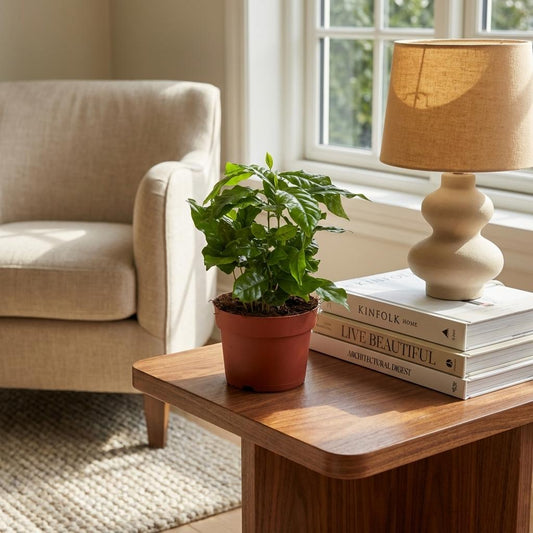 Zimmerpflanze Kaffeebaum Coffea Arabica Weiß – Pflegeleichte Grünpflanze 12cm – Höhe 15–20cm – Dekorative Kaffeepflanze für Wohnzimmer Büro & Fensterbank 