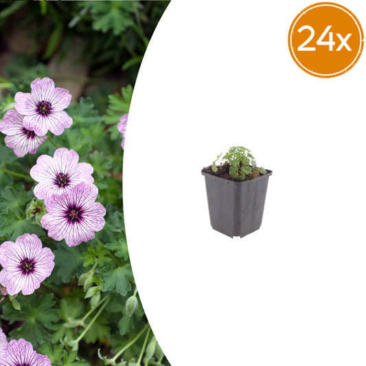 Geranium cinereum Ballerina – 24 Pflanzen – Ø9cm – Höhe 10-25cm – Winterharte Staude – Zartrosa Blüten – Pflegeleicht für Steingarten, Beet & Kübel