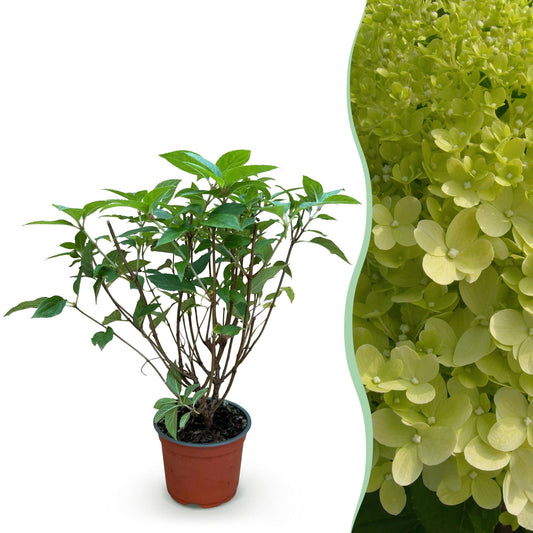 Green boutiQ - Gartenpflanze - Hydrangea panniculata Limelight - Rispenhortensie - Winterhart - Limettengrün - 1 Pflanze - Topf 12cm - Höhe 20-30cm 