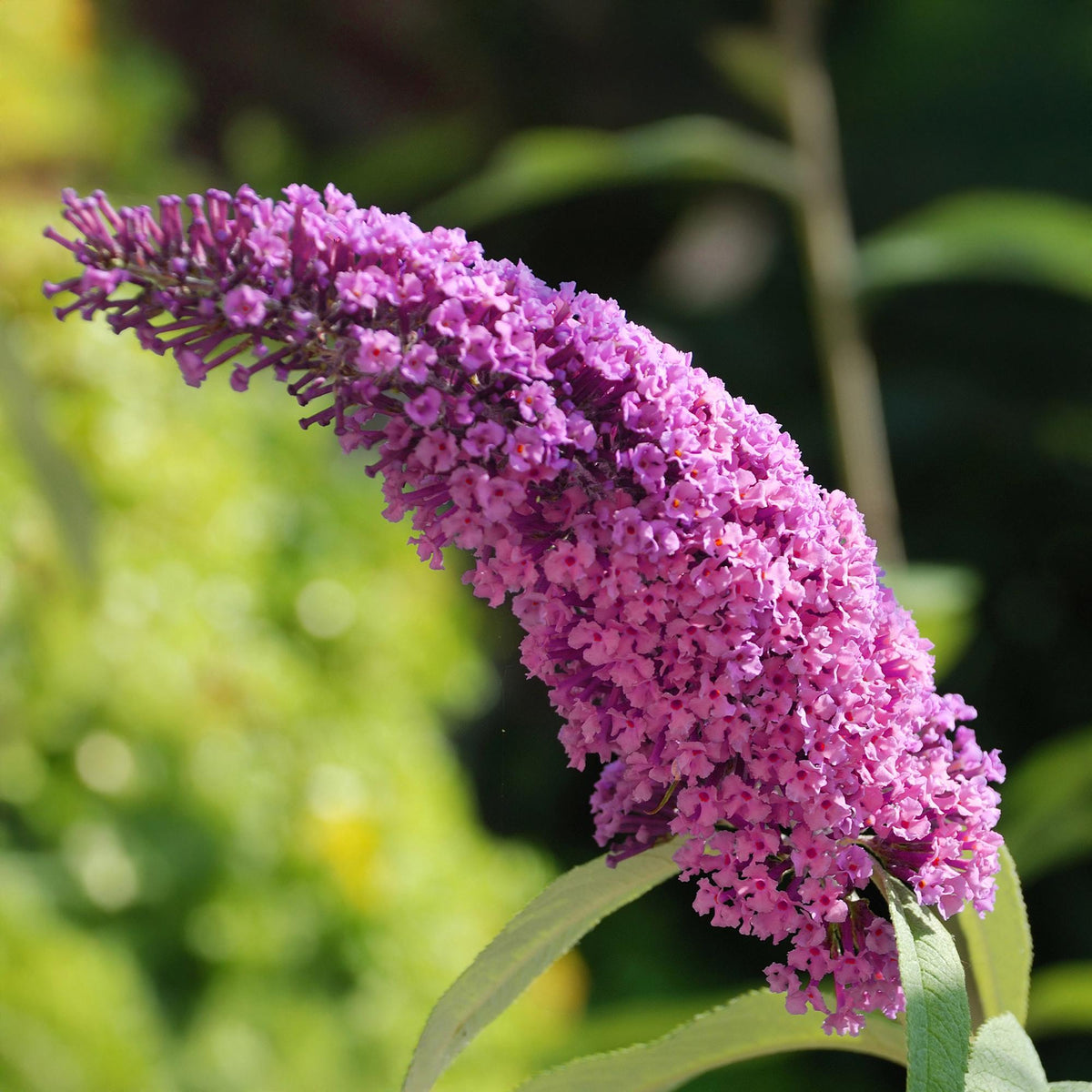 Green boutiQ - Garden Plant - Buddleja davidii Pink Delight - Butterfly Bush - Hardy - Pink - 3 Plants - Pot 17cm - Height 45cm 