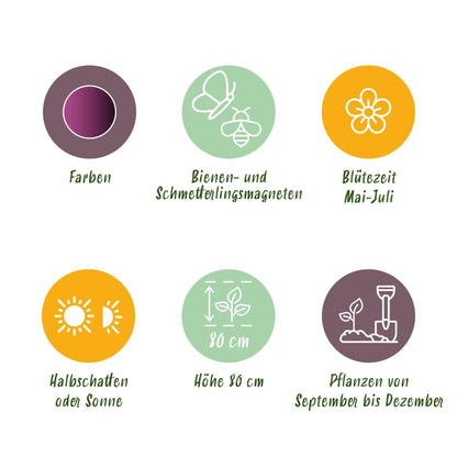 GreenboutiQ - Blumenzwiebeln - Allium Miami - Farbe Lila - 15 Stück - Zwiebelgröße 10/11 - XXL Pack 
