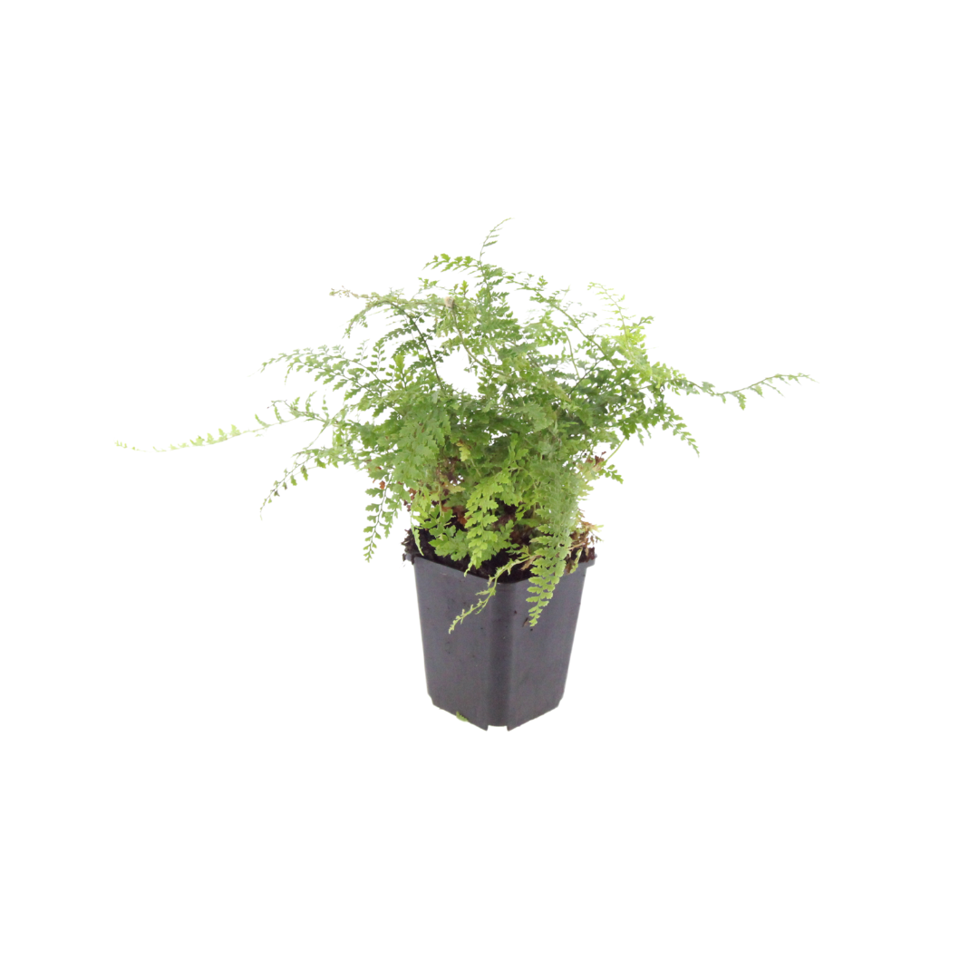 Polystichum setiferum Herrenhausen – 24 Pflanzen Farn Ø9cm – Höhe 10–25cm – Immergrüner Gartenfarn Winterhart – Für Schattenbeet Unterpflanzung & Naturgarten - Oasis of Life