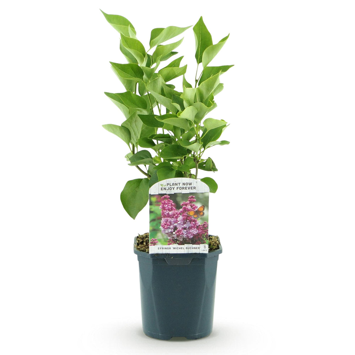 Green boutiQ - Garden Plant - Syringa vulgaris Michel Buchner - Common Lilac - Hardy - Pink - 1 Plant - Pot 17cm - Height 45cm 