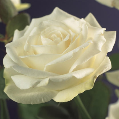 Kletterrose – Rosa White Climber – Blüte Weiß – 2 Pflanzen – Wenig Pflege – 11cm – Höhe ca. 40cm