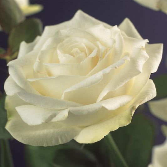 Kletterrose – Rosa White Climber – Blüte Weiß – 2 Pflanzen – Wenig Pflege – 11cm – Höhe ca. 40cm