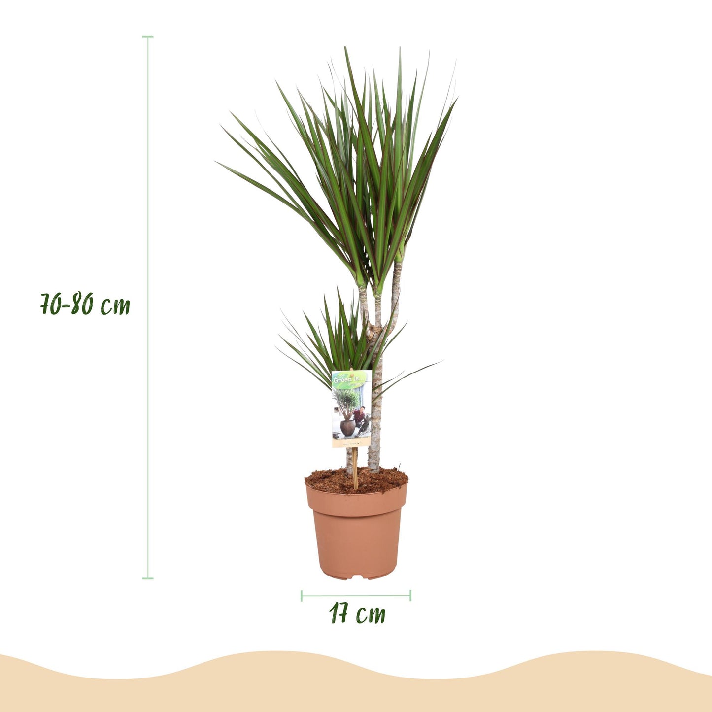 Green boutiQ - Zimmerpflanzen - Dracaena Marginata - Drachenbaum - Wenig Pflege - Grün - 1 Pflanze - Topf 17cm - Höhe 70-80cm 
