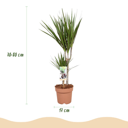 Green boutiQ - Zimmerpflanzen - Dracaena Marginata - Drachenbaum - Wenig Pflege - Grün - 1 Pflanze - Topf 17cm - Höhe 70-80cm 