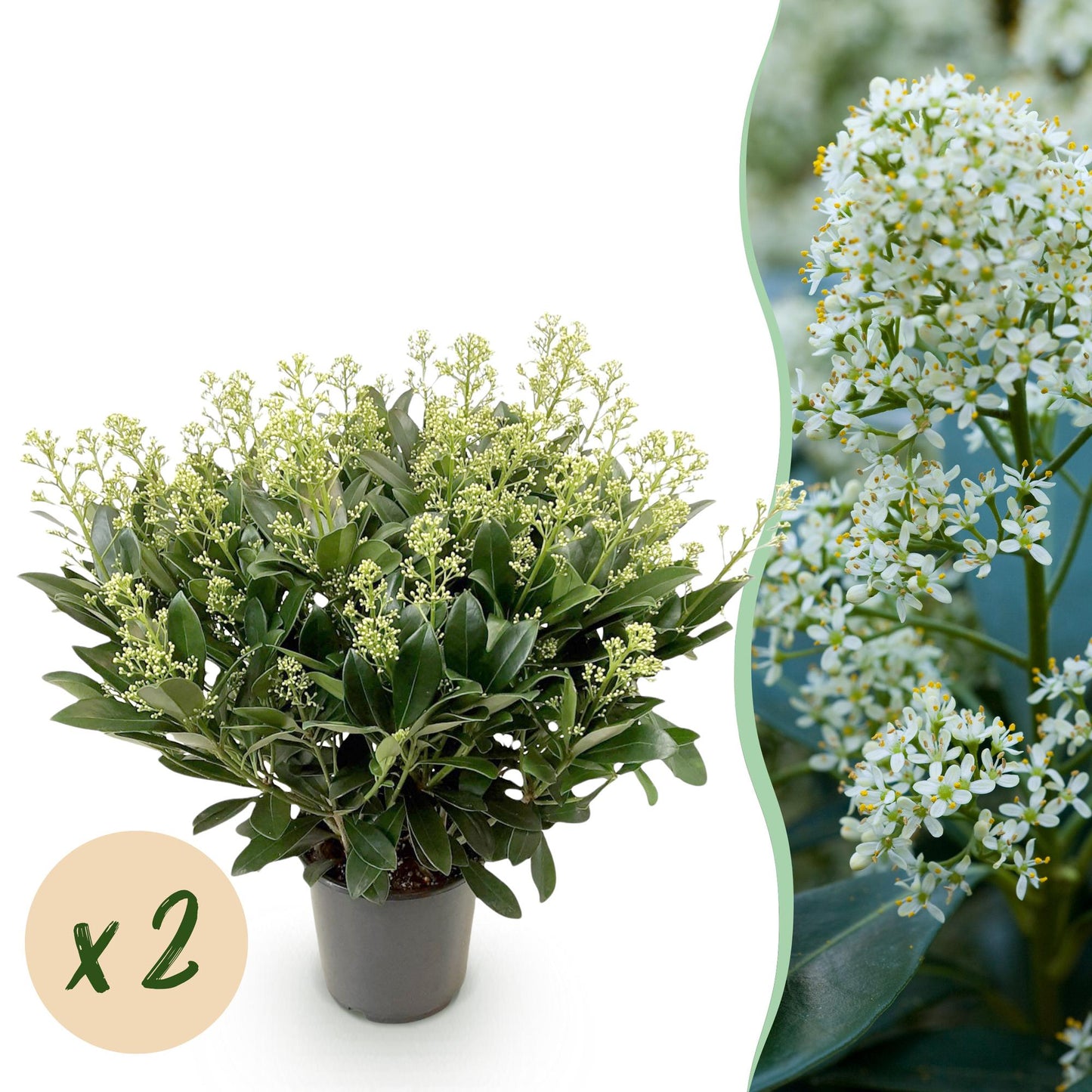 GreenboutiQ - Terrassenpflanze - Skimmia japonica Finchy - Blüte Weiß - 40+ Blumen - 2 Pflanzen - Winterhart - Topf 19cm Höhe 60cm 
