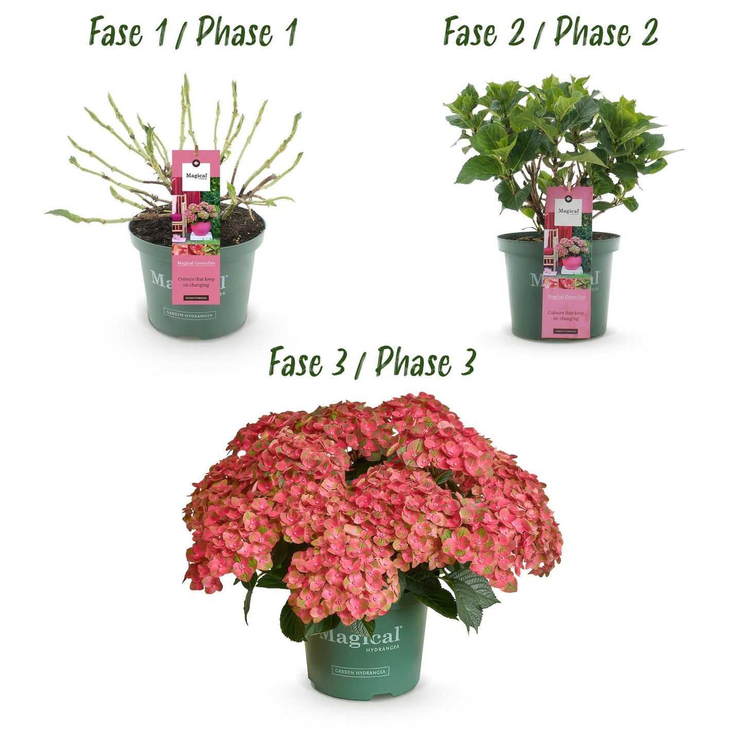 Hydrangea macrophylla Magical Green Fire – Gartenhortensie Rosa-Grün – 2 Pflanzen im Topf 23 cm – Höhe 55 cm – 6-10 Blüten – Balkonpflanze – Farbwechselnde Blüten – Pflegeleicht 
