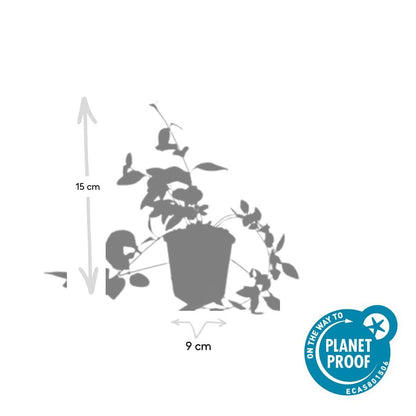 Großblättriges Immergrün Vinca major 'Alba' – 6 Pflanzen – Bodendecker – Ø9cm – ↕10–25cm – Weiße Blüten – Pflegeleicht & Robust – Für schattige Gartenbereiche