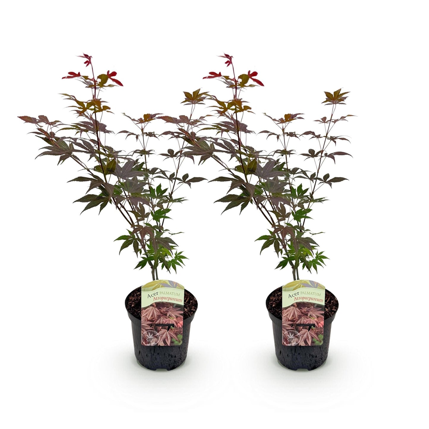 Japanischer Ahorn – Acer palmatum 'Atropurpureum' – 2 Pflanzen – ca. 70 cm hoch – Topf Ø19 cm – tief lila Blätter – Balkon- & Gartenpflanze 