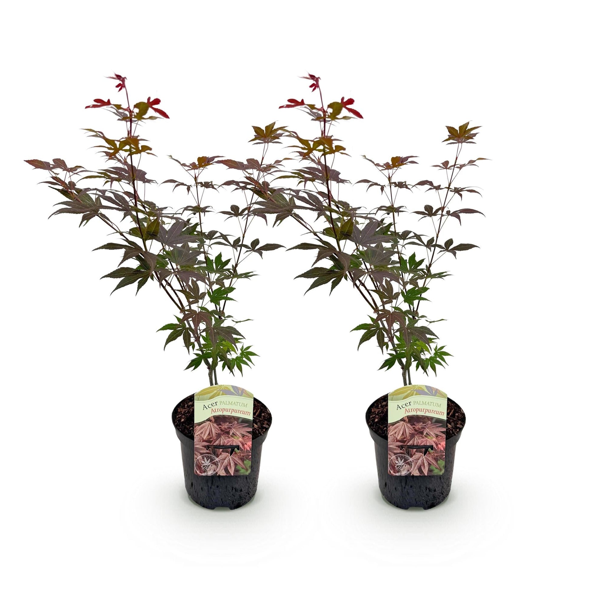 Japanischer Ahorn – Acer palmatum 'Atropurpureum' – 2 Pflanzen – ca. 70 cm hoch – Topf Ø19 cm – tief lila Blätter – Balkon- & Gartenpflanze 