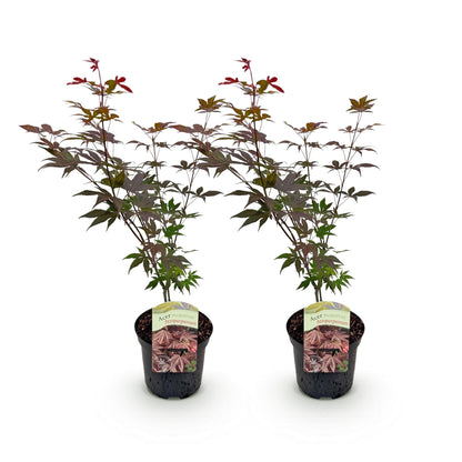 Japanischer Ahorn – Acer palmatum 'Atropurpureum' – 2 Pflanzen – ca. 70 cm hoch – Topf Ø19 cm – tief lila Blätter – Balkon- & Gartenpflanze 