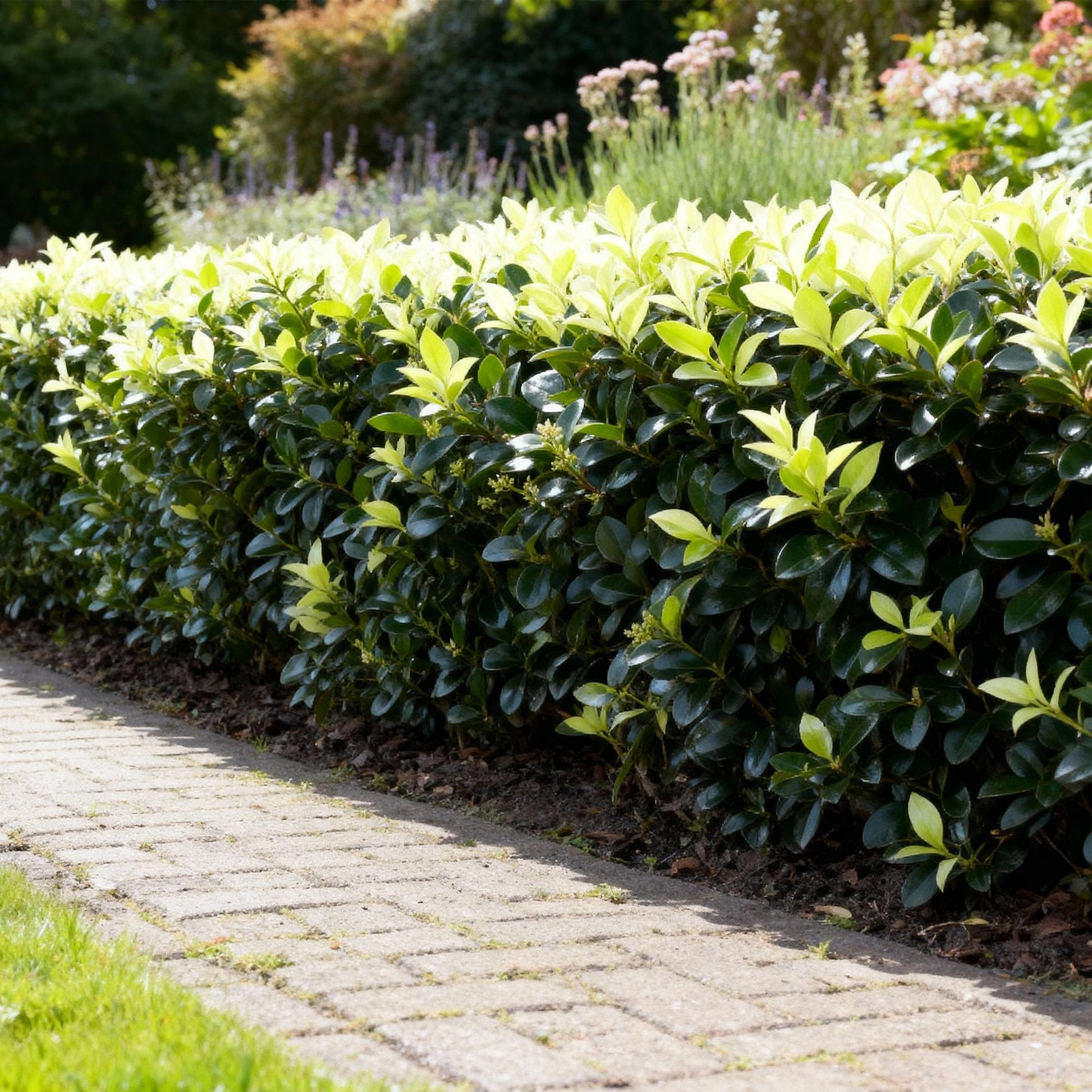 GreenboutiQ - Heckenpflanzen - Euonymus japonica Paloma Blanca - Blatt Grün und Weiß - 8 Pflanzen - 1 Laufender Meter - Immergrün - Topf 9cm Höhe 30-35cm 