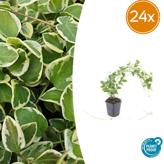 Vinca major 'Variegata' – immergrüner Bodendecker – 24 Pflanzen – weiß-grün panaschiertes Laub – violette Blüten – winterhart & pflegeleicht 