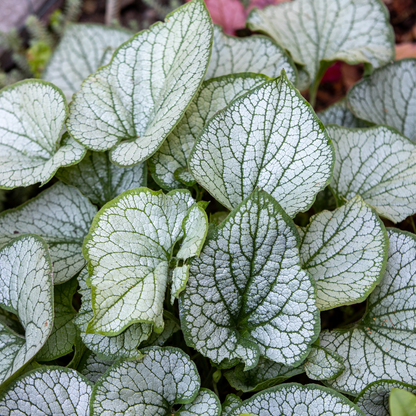 Brunnera macrophylla Jack Frost – Kaukasusvergissmeinnicht – Winterharte Staude mit silbrigem Blattwerk – Schattenpflanze für Garten & Beet – Blühpflanze im Topf - Oasis of Life