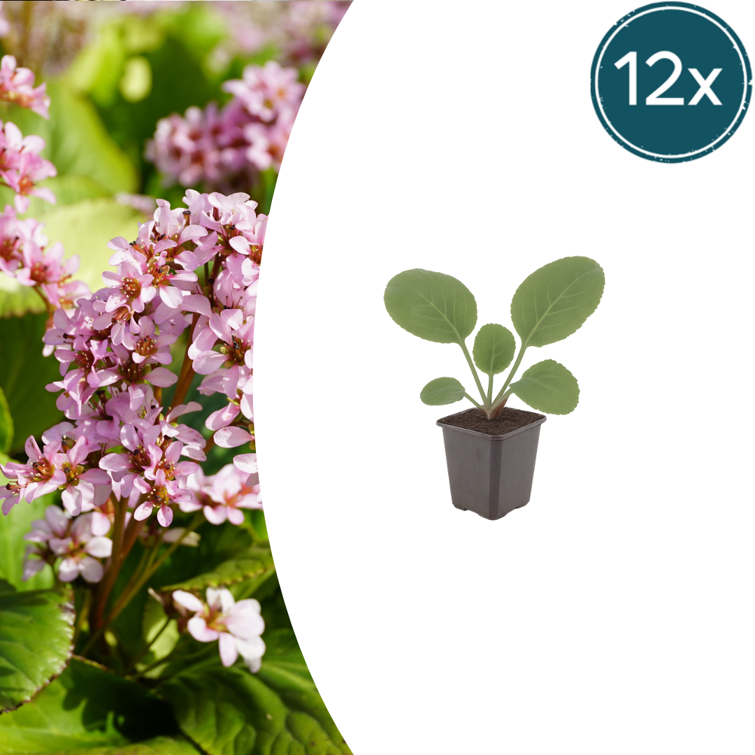 Schusterblume Bergenia cordifolia – 12 Pflanzen – 10-25cm – Ø9cm – Immergrüne Staude mit rosa Blüten – Winterharte Gartenpflanze für Beet, Schatten & Bodendecker