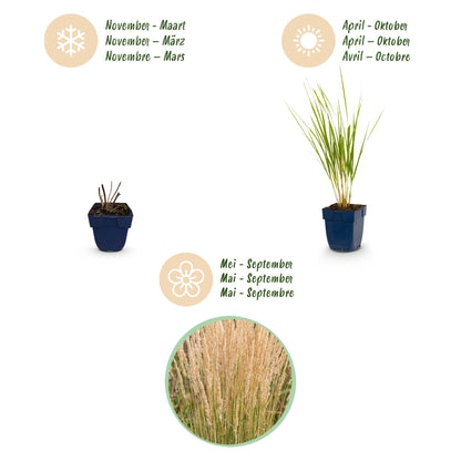 Reitgras 'Karl Foerster' – Calamagrostis 'Karl Foerster' – 6 Pflanzen – Topf Ø11cm – Staude für Garten & Balkon