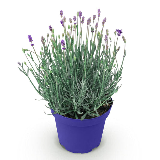 Green boutiQ - Gartenpflanze - Lavandula angustifolia Hidcote - Lavendel - Winterhart - Lila - 1 Pflanze - Topf 12cm - Höhe 15-25cm 