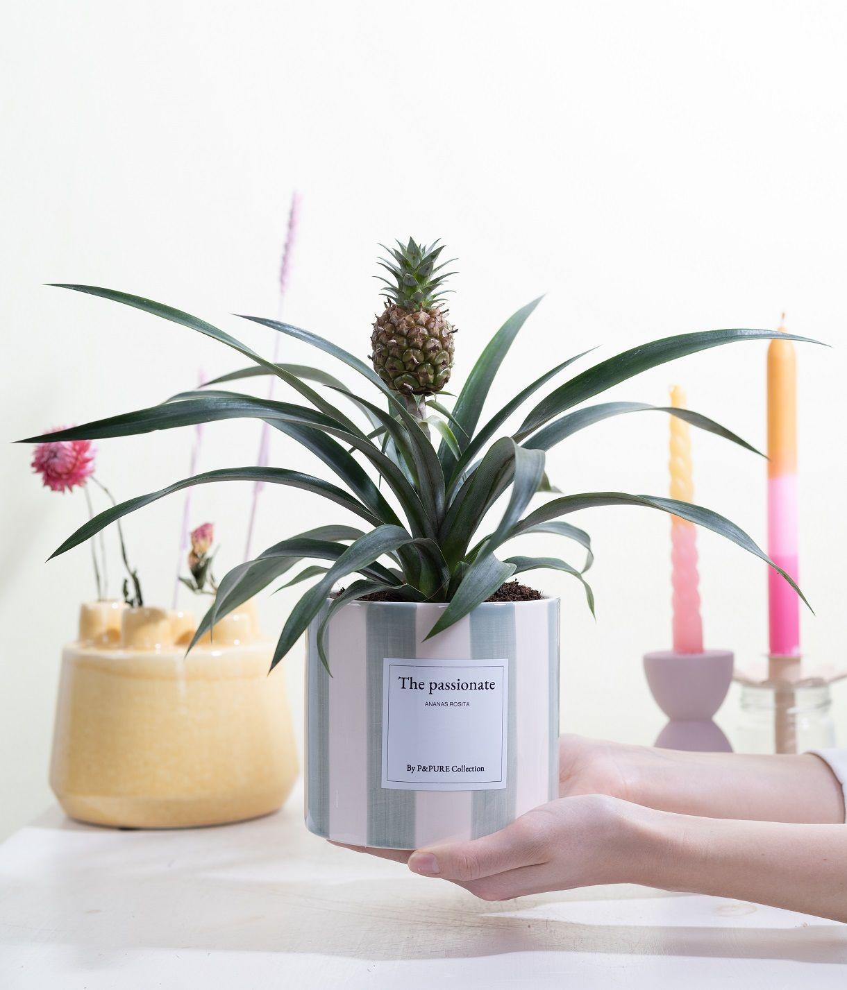 Ananas Rosita Gift "The Passionate" WITH GREETING CARD! - Ø12cm - ↕35cm 